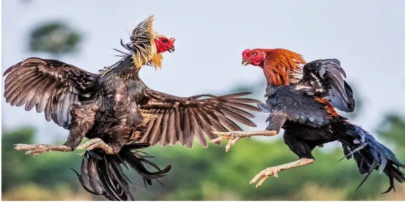 Kinh nghiệm chơi đá gà bất bại & thắng lớn